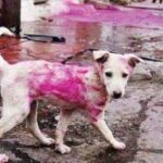 Caring for Pets and Strays During Holi