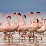 A Birdwatcher's Paradise: Planning Your Trip to Thane Creek Flamingo Sanctuary