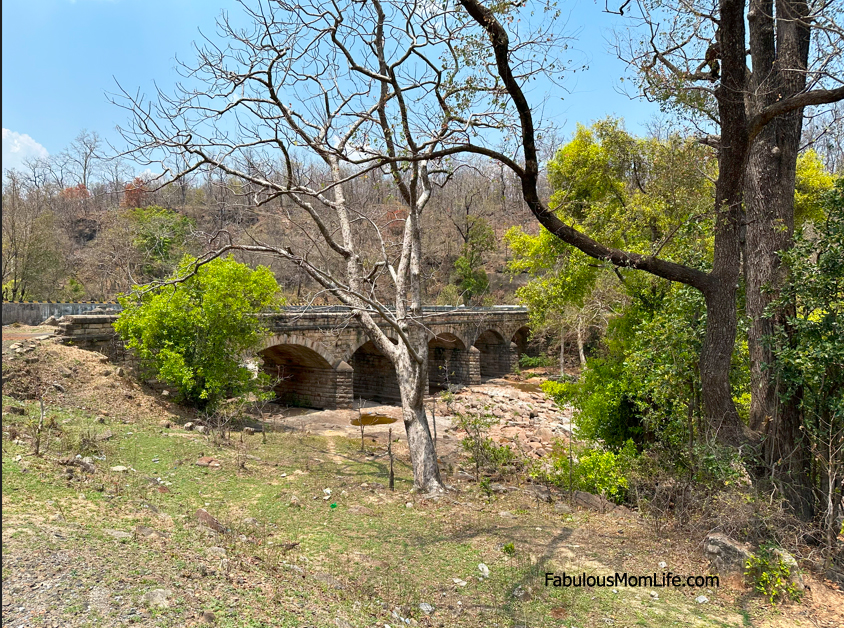 Tiger's Water Drinking Point on Pipariya Ghat Road