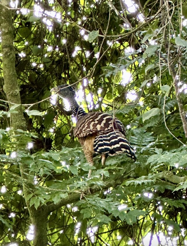 Great Currasow spotted at Lands in Love 