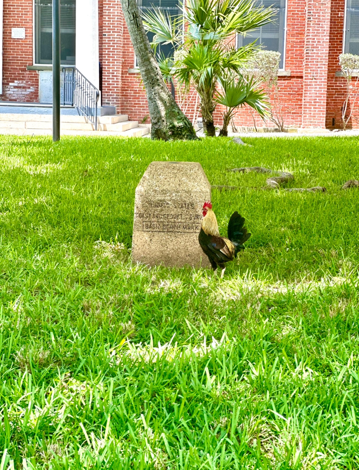 Roosters in Key West are a common sight!